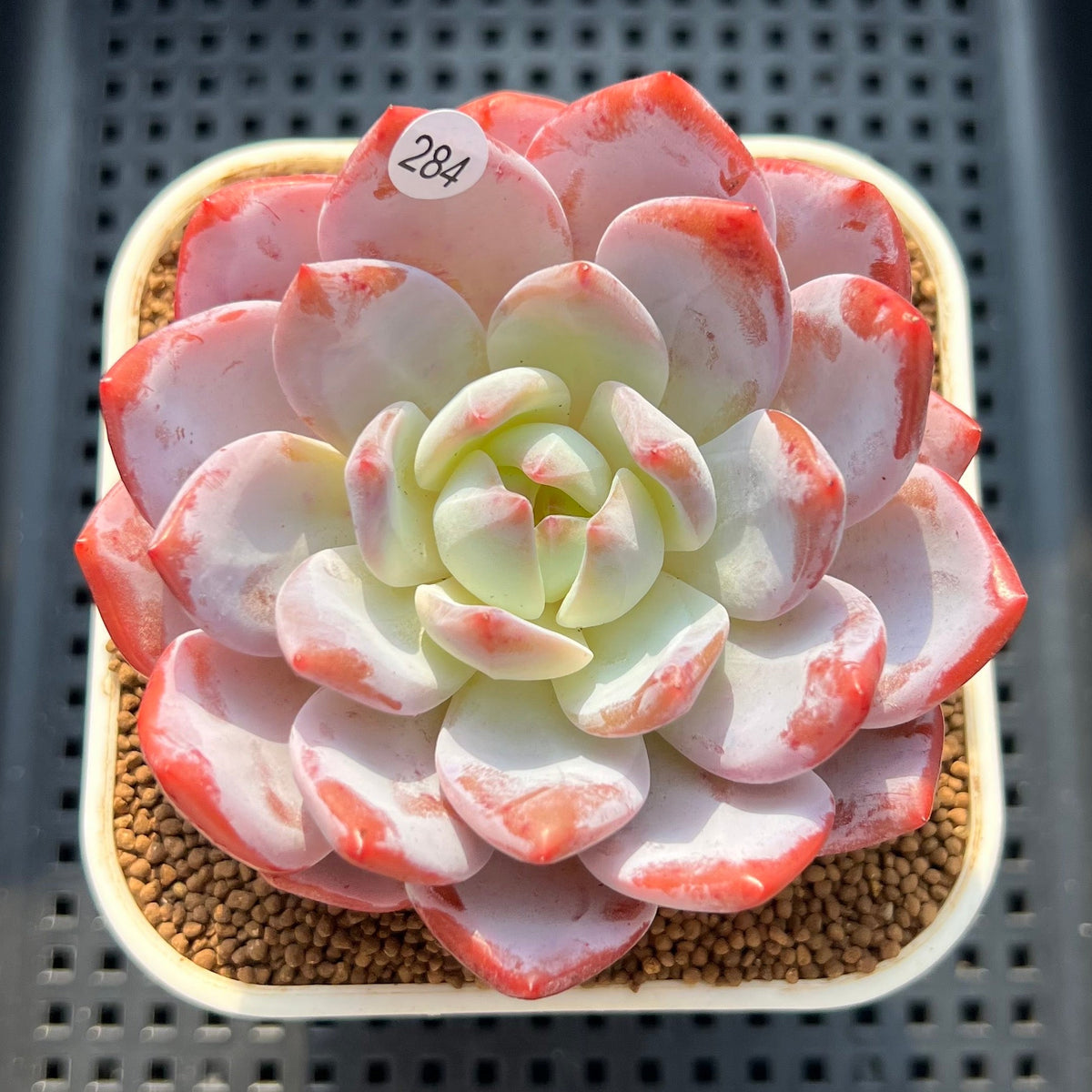 Echeveria 'Seong Yeong' 3"-4" Succulent Plant (Cutting)