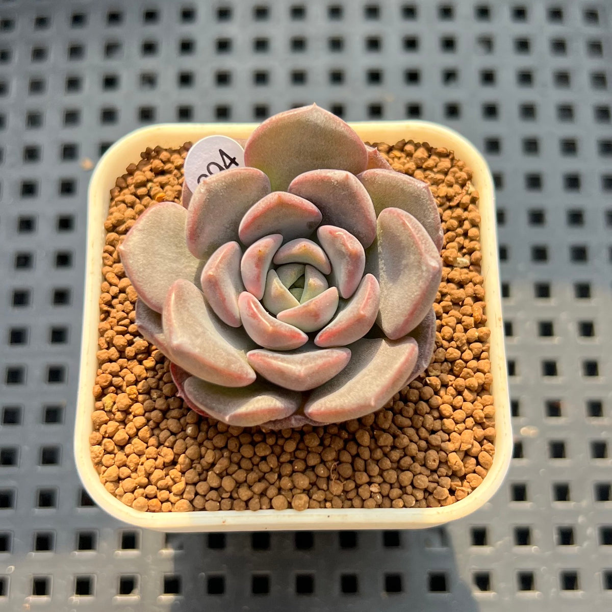 Echeveria 'Harang' 1" Succulent Plant (Cutting)