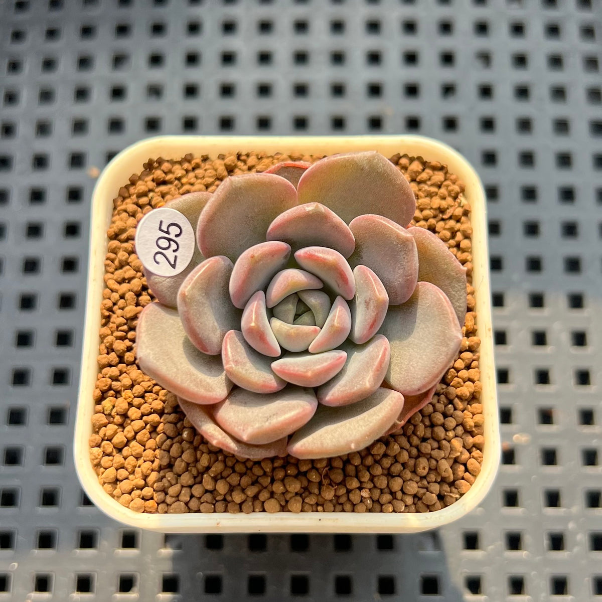 Echeveria 'Harang' 1" Succulent Plant (Cutting)