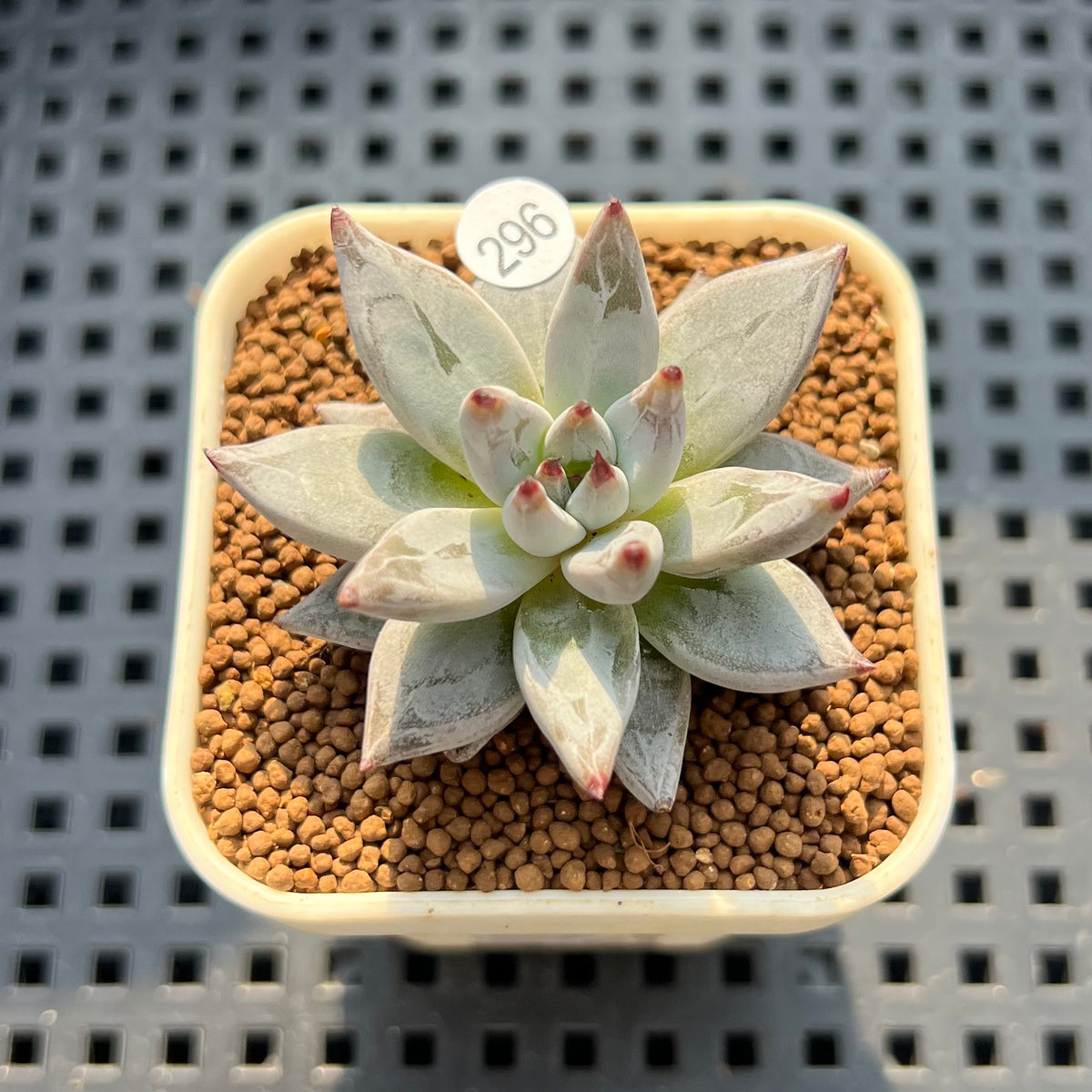 Echeveria Unguiculata 1"-2" Succulent Plant (Cutting)