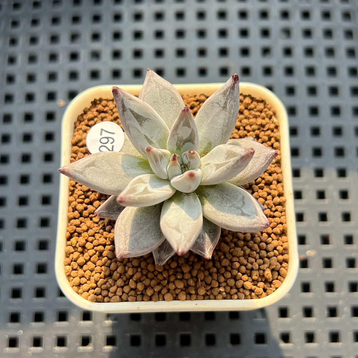 Echeveria Unguiculata 1"-2" Succulent Plant (Cutting)