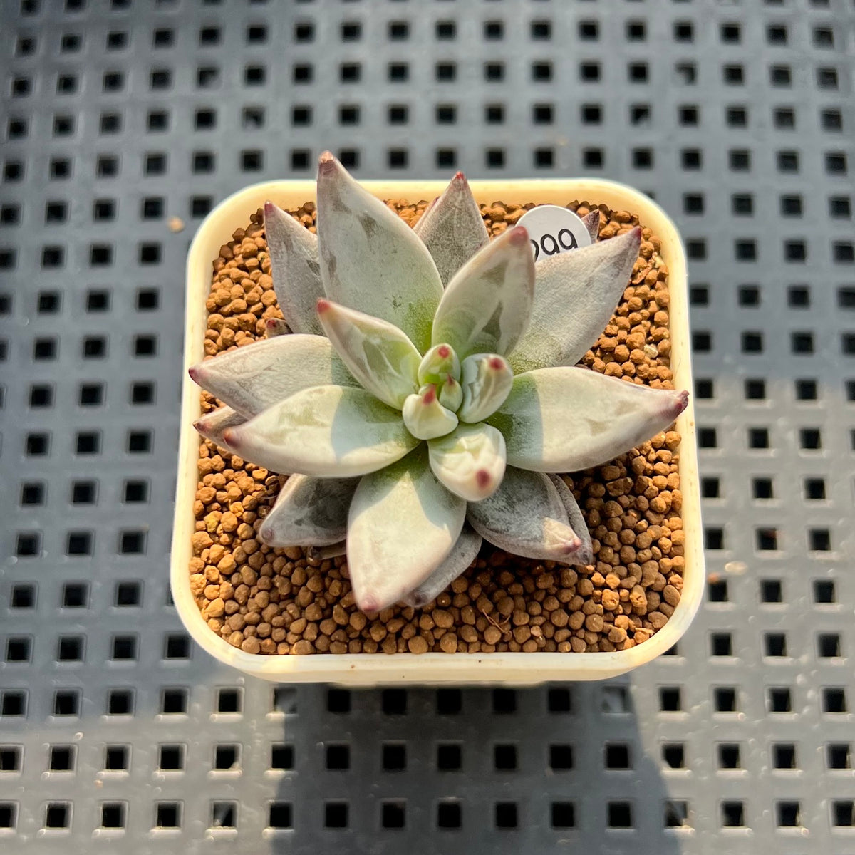 Echeveria Unguiculata 1"-2" Succulent Plant (Cutting)