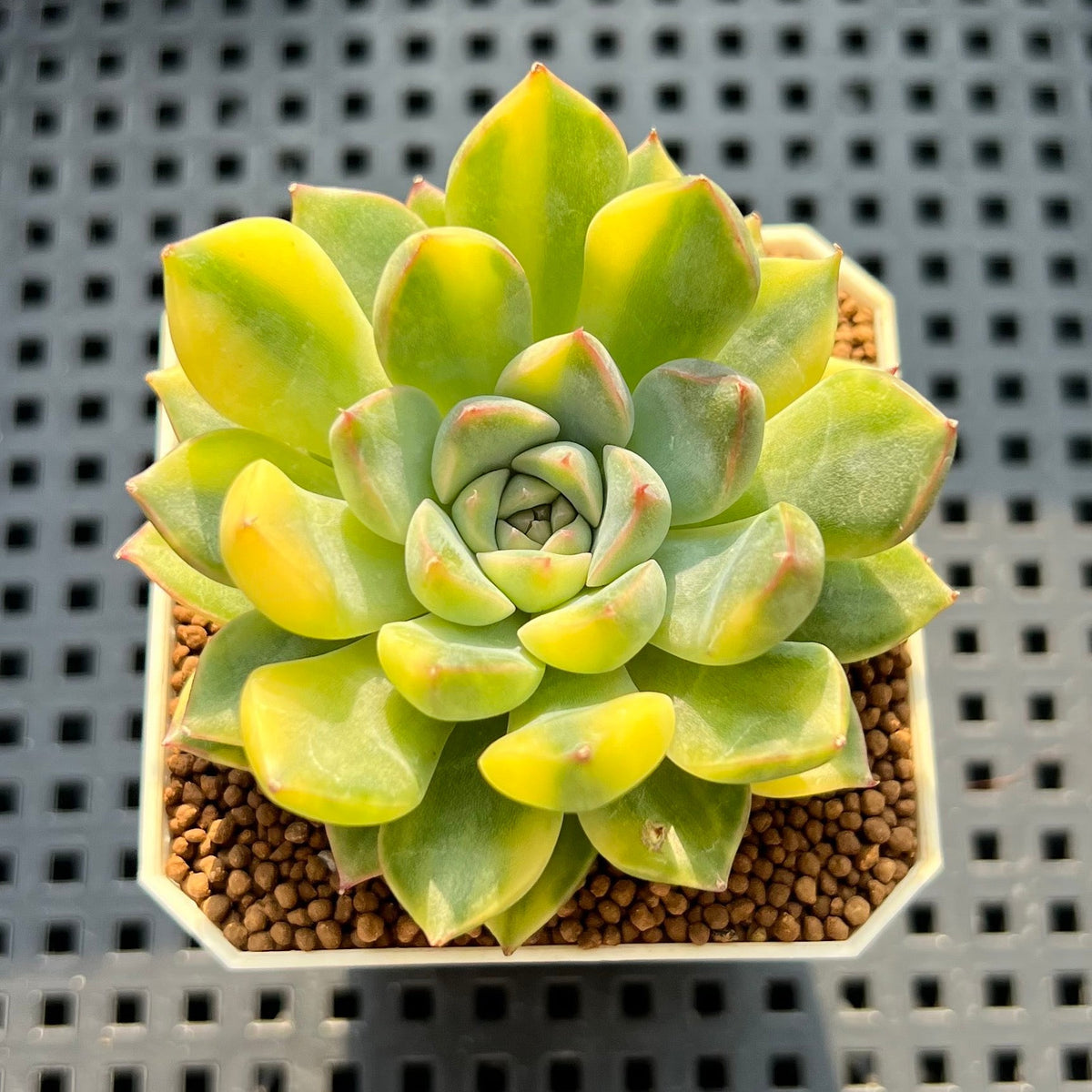 Echeveria 'Palomitas' Variegated 2" Succulent Plant (Cutting)