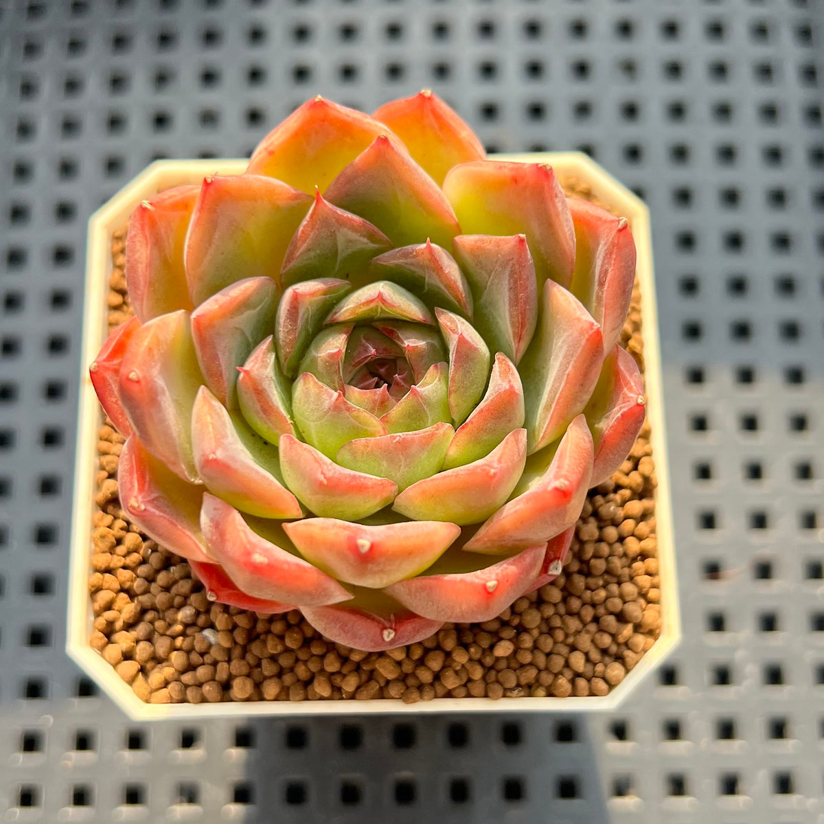 Echeveria 'Orbit' 2" Succulent Plant New Hybrid (Cutting)