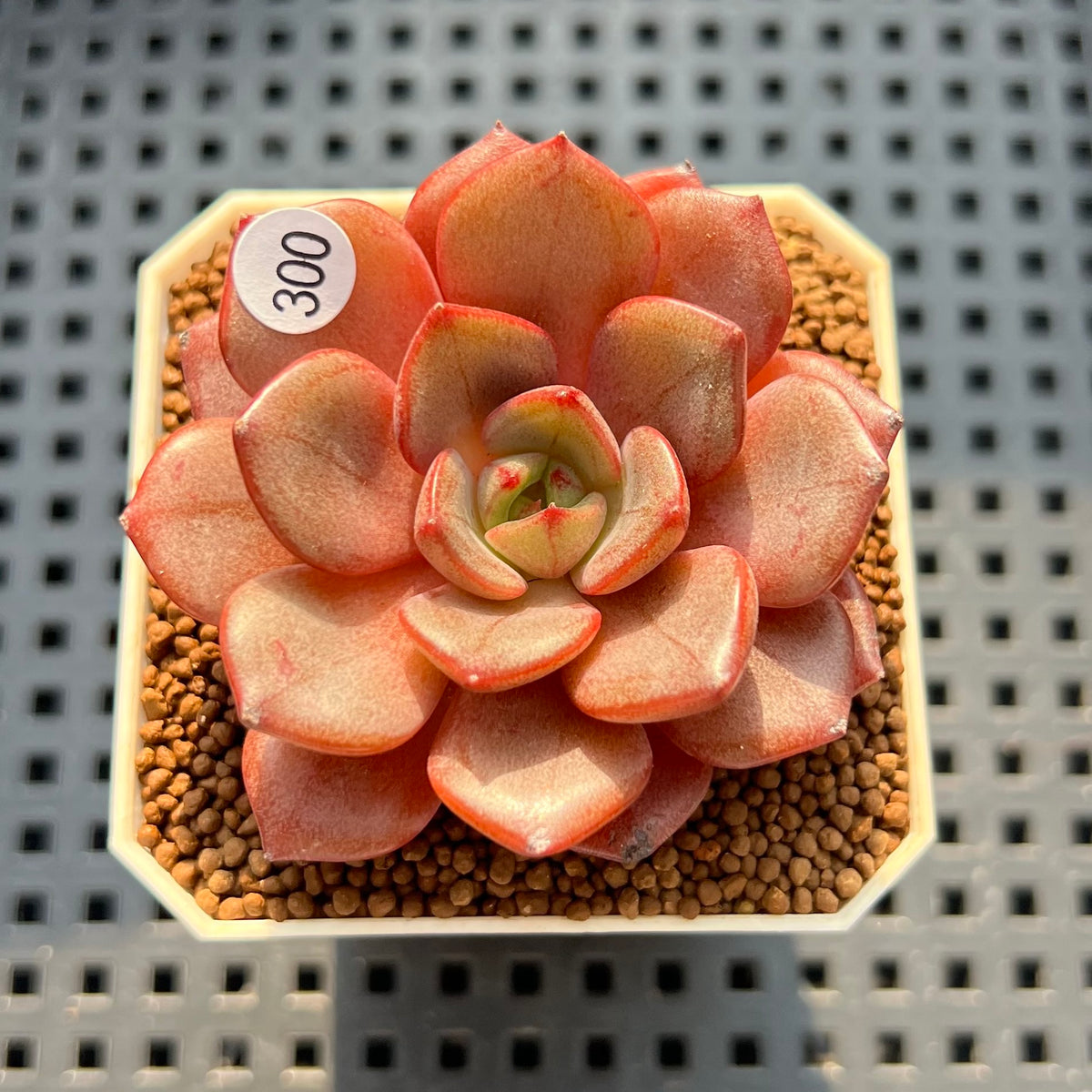 Echeveria 'Purple Glow' 2" Succulent Plant (Cutting)