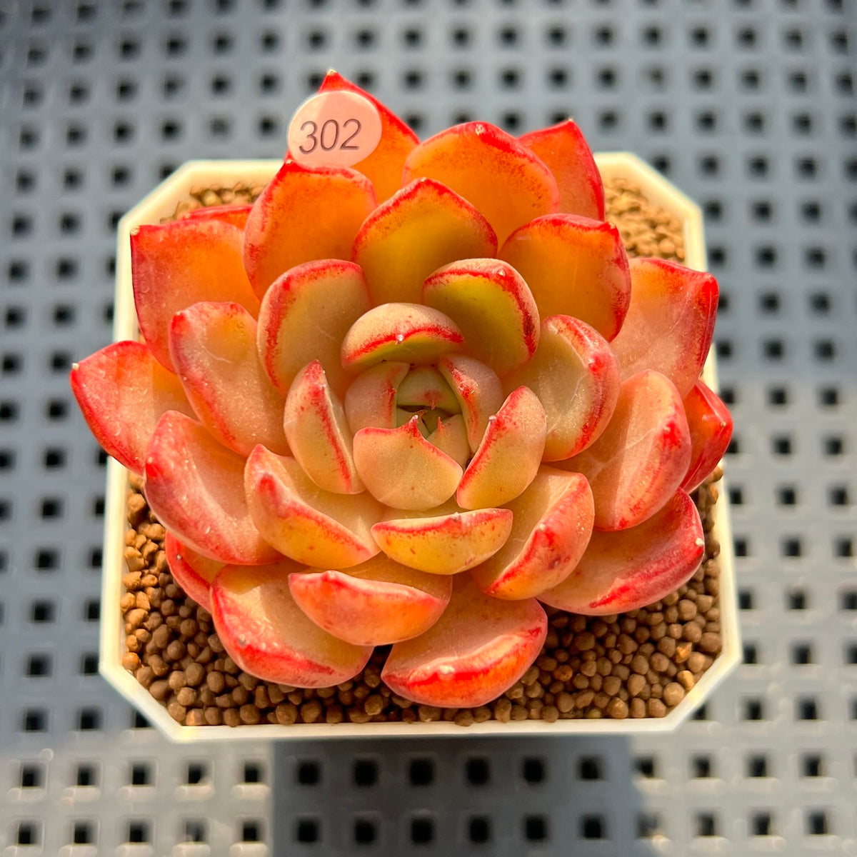 Echeveria 'Iris Theory' 2" Succulent Plant New Hybrid (Cutting)