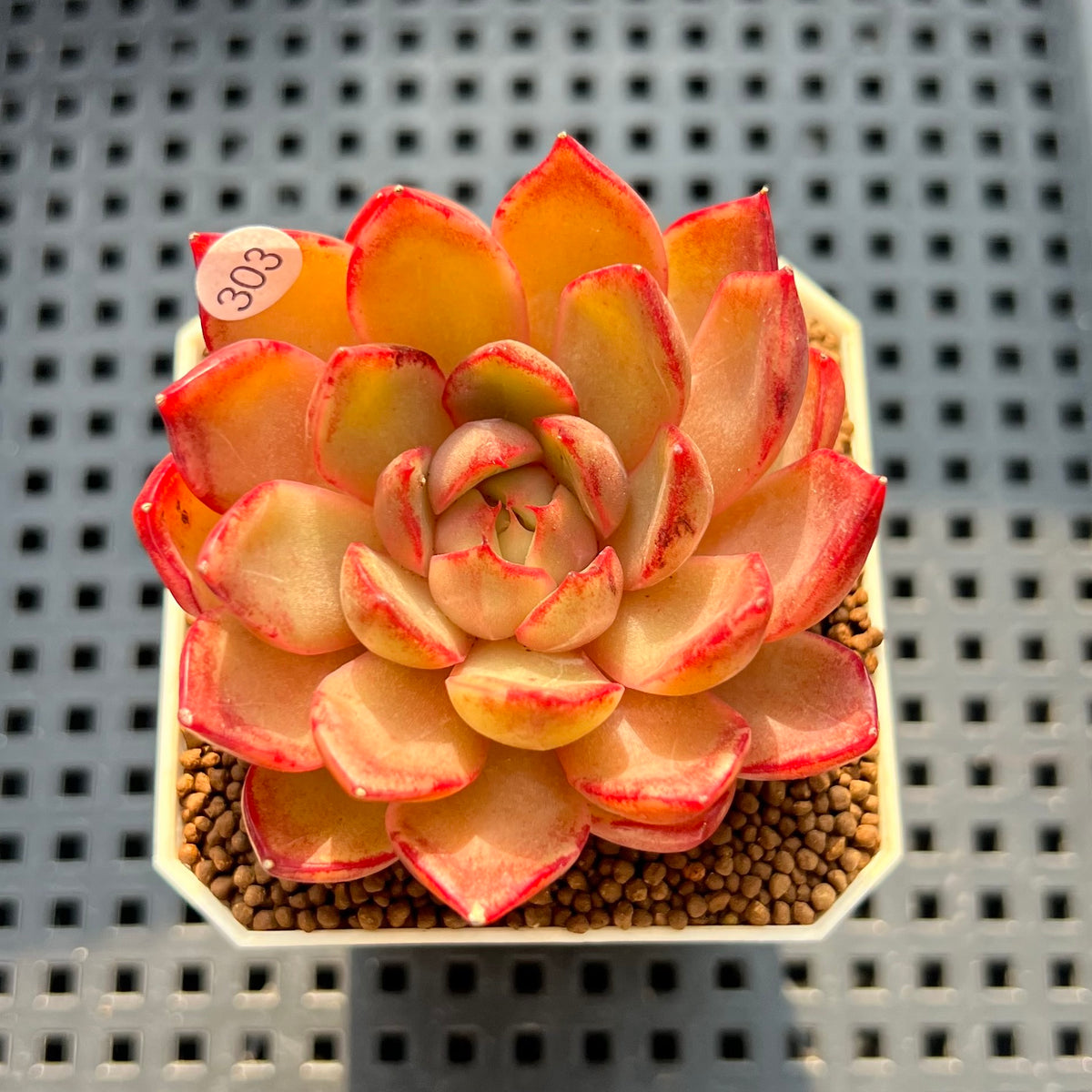 Echeveria 'Iris Theory' 2" Succulent Plant New Hybrid (Cutting)