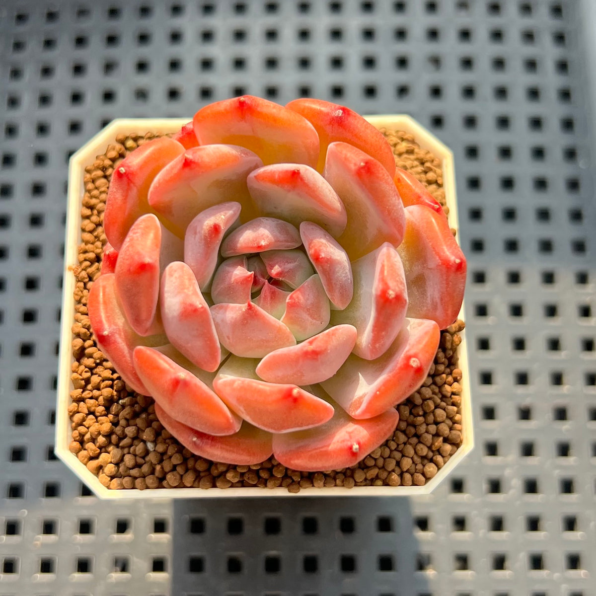 Echeveria Colorata Hybrid 2" Succulent Plant (Cutting)