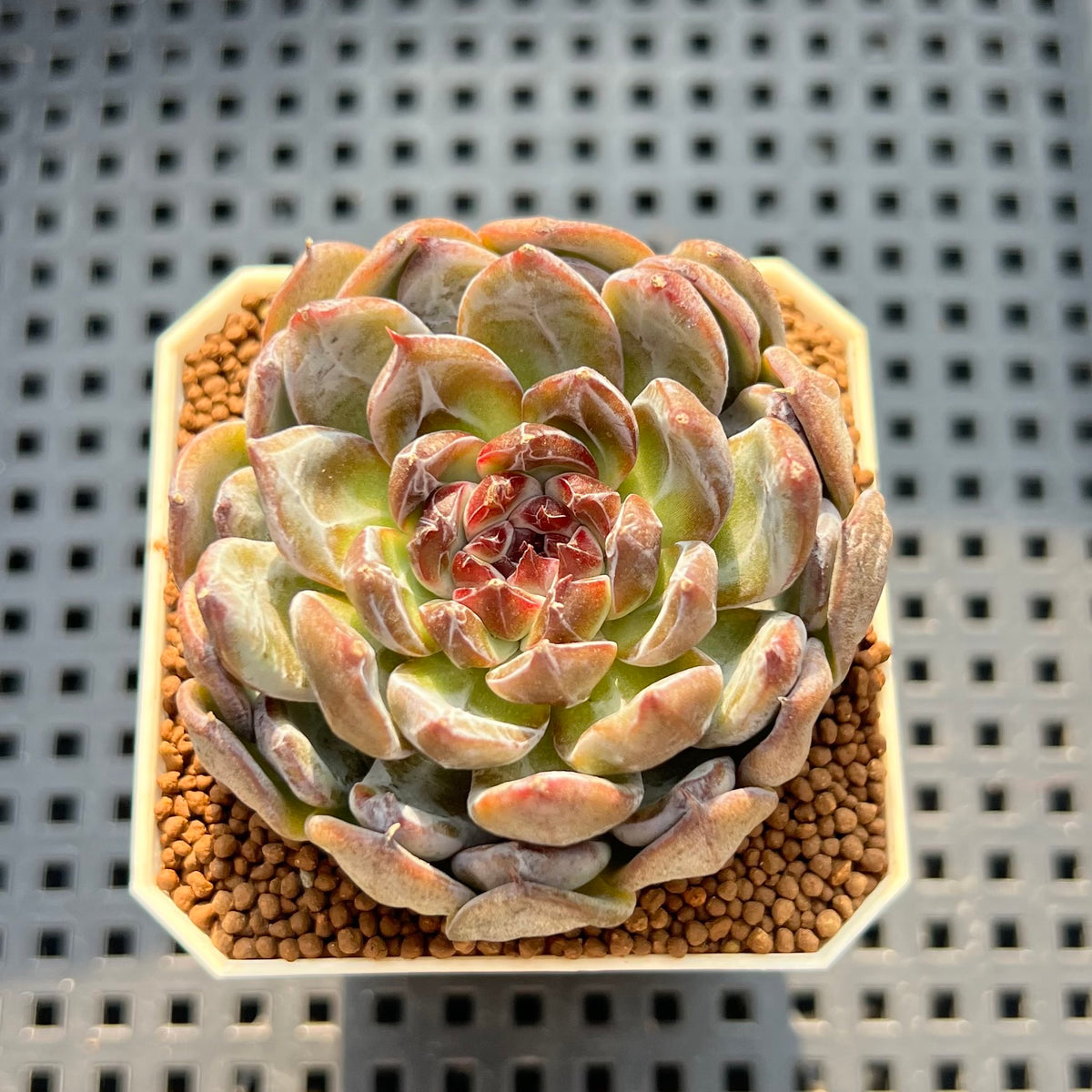 Echeveria 'Gemstone' 2" Succulent Plant (Cutting)