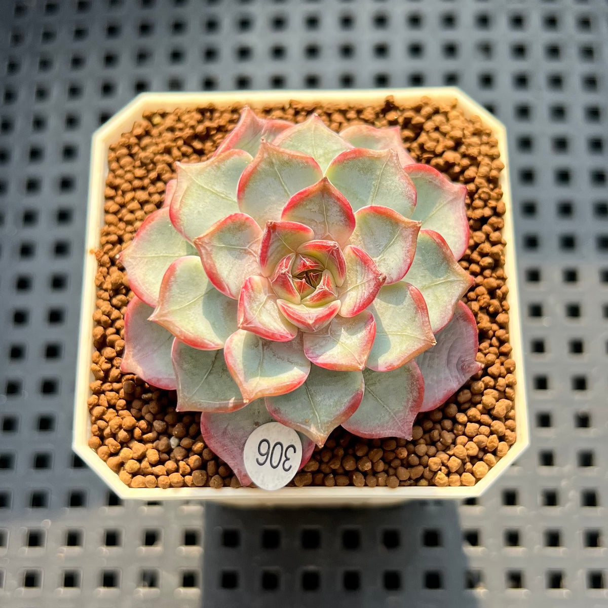 Echeveria 'Fairy Queen' 1"-2" Succulent Plant (Cutting)