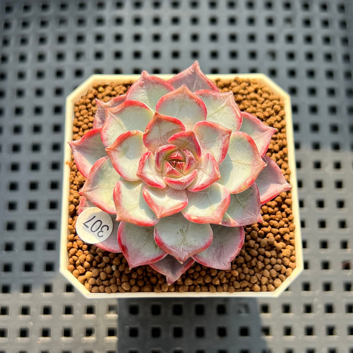 Echeveria 'Fairy Queen' 1"-2" Succulent Plant (Cutting)