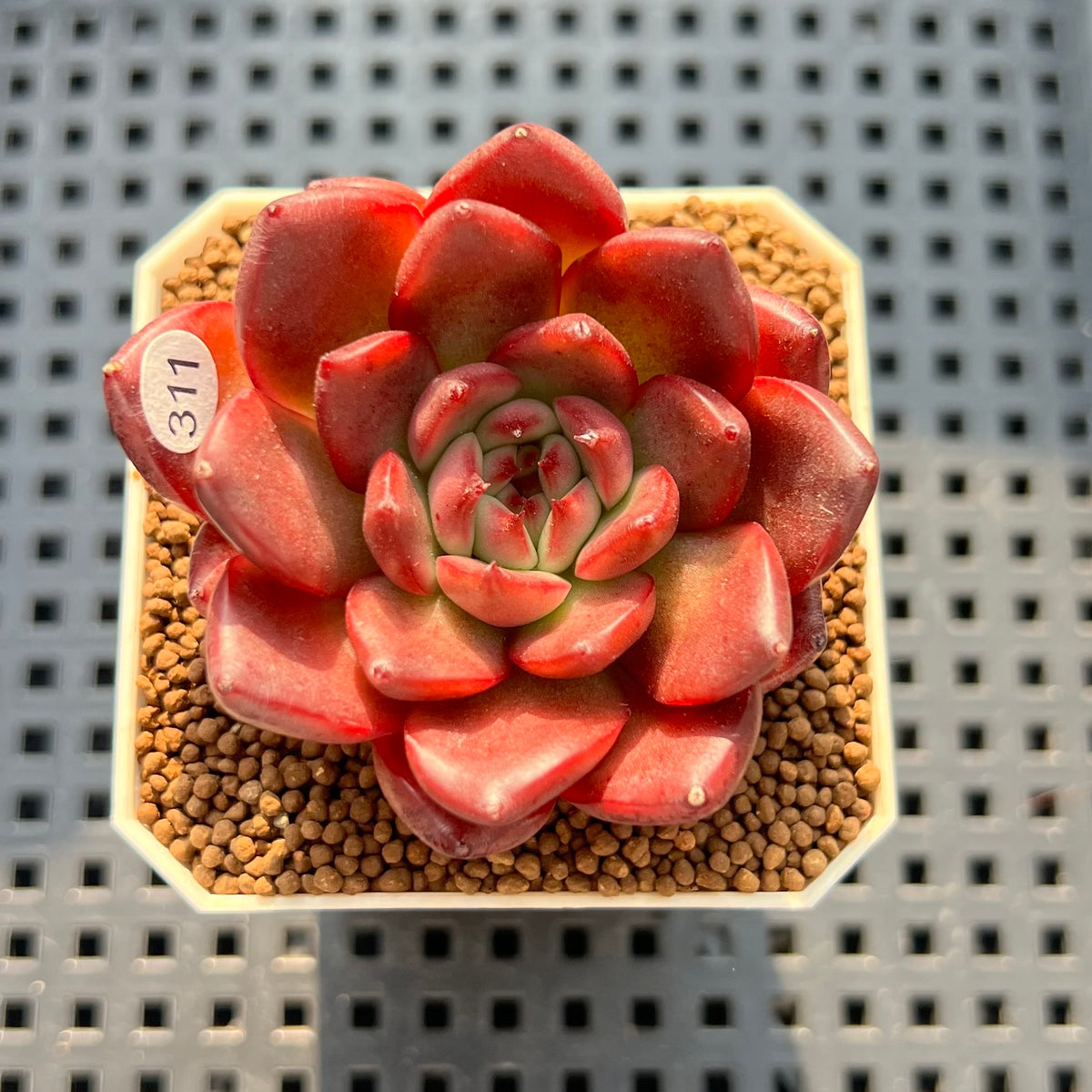 Echeveria 'Osprey' 2"-3" Succulent Plant New Hybrid (Cutting)