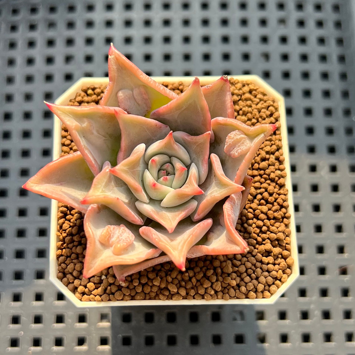 Echeveria 'Madiba' Carunculated 1"-2" Succulent Plant (Cutting)