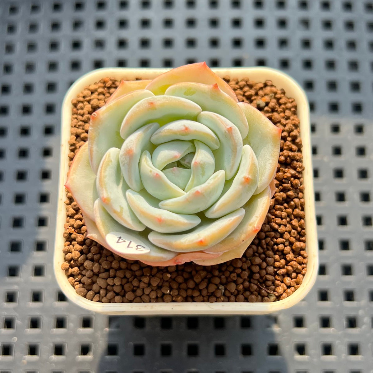 Echeveria 'White Salt' 1" Succulent Plant (Cutting)