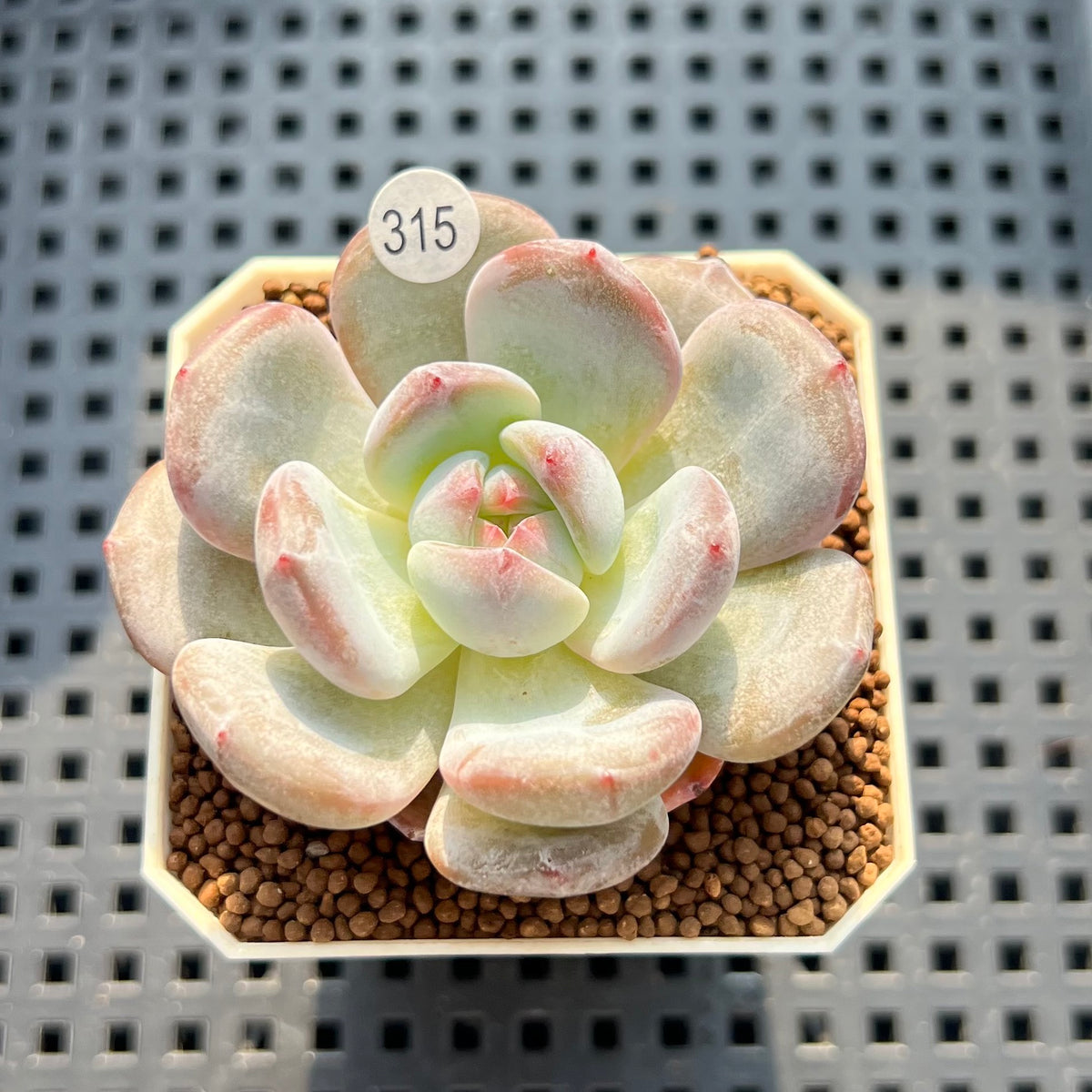 Echeveria 'Black Icemon' 1"-2" Succulent Plant (Cutting)