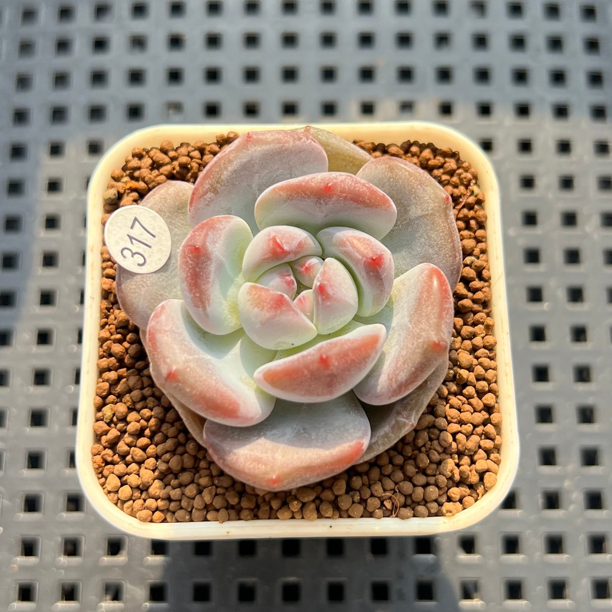 Echeveria 'Black Icemon' 1"-2" Succulent Plant (Cutting)
