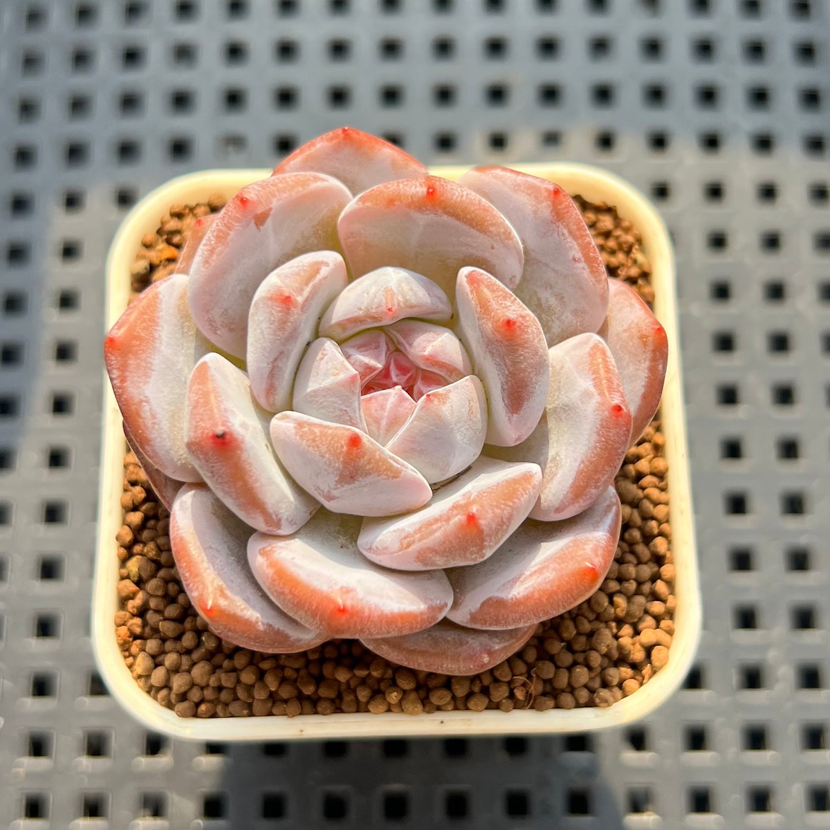 Echeveria 'Black Icemon' 1"-2" Succulent Plant (Cutting)
