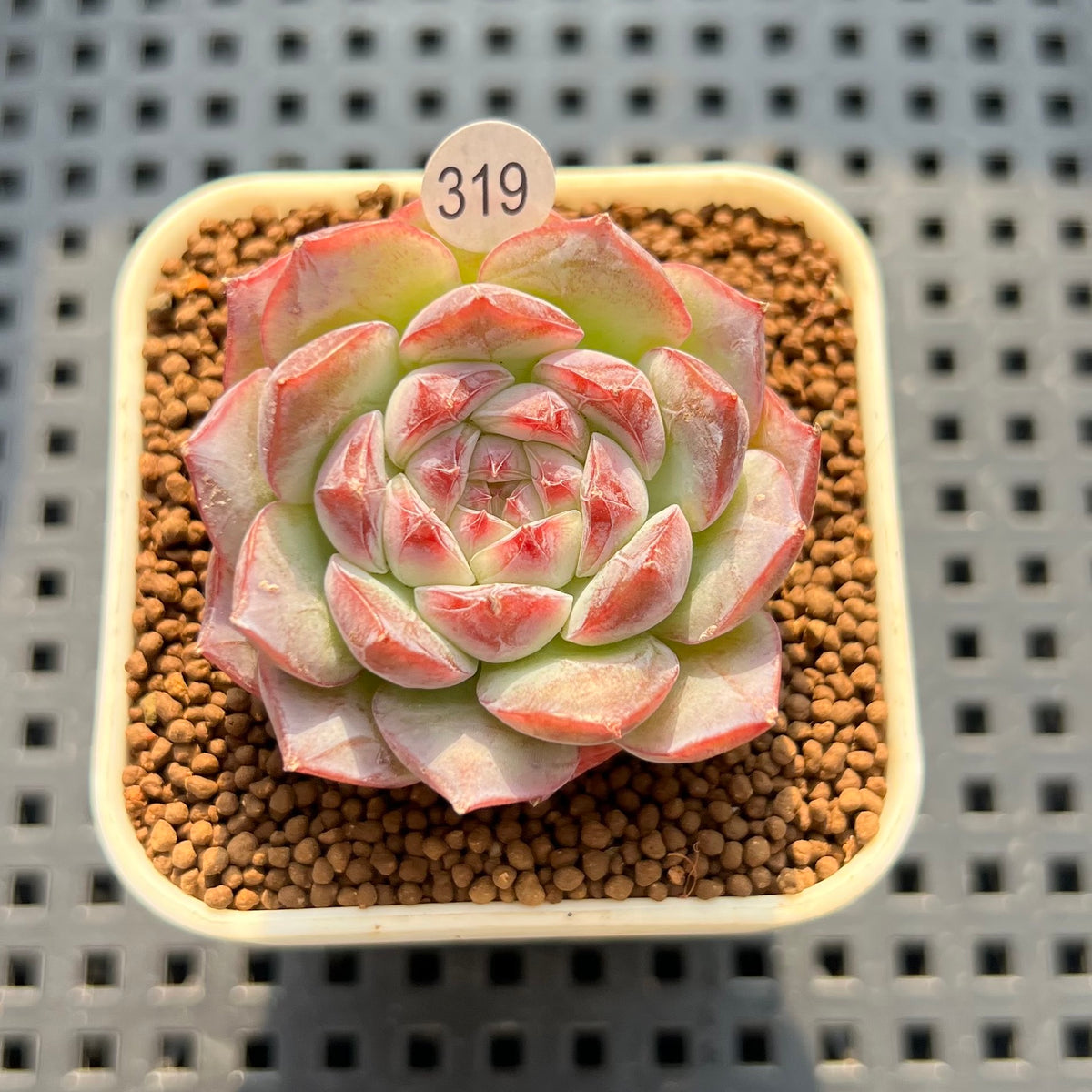 Echeveria 'Treasure' 1" Succulent Plant New Hybrid (Cutting)