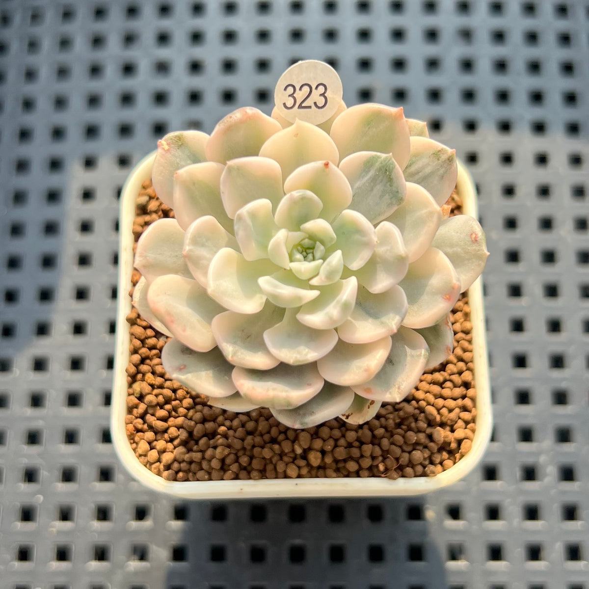 Echeveria 'Tinkerbell' Variegated 2" Succulent Plant (Cutting)