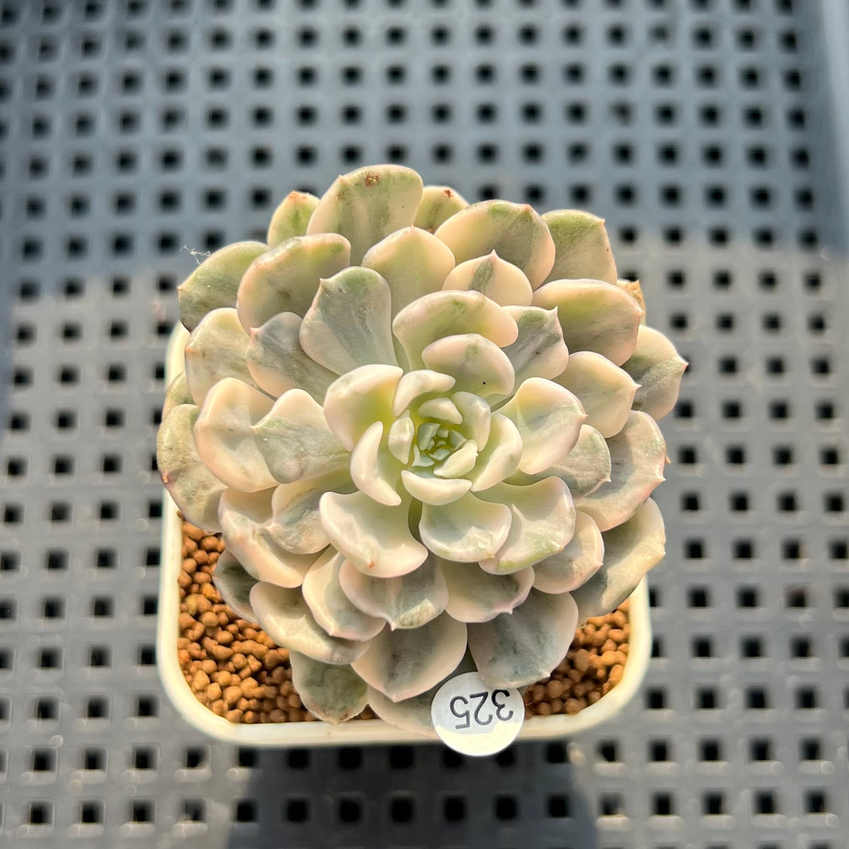 Echeveria 'Tinkerbell' Variegated 2" Succulent Plant (Cutting)