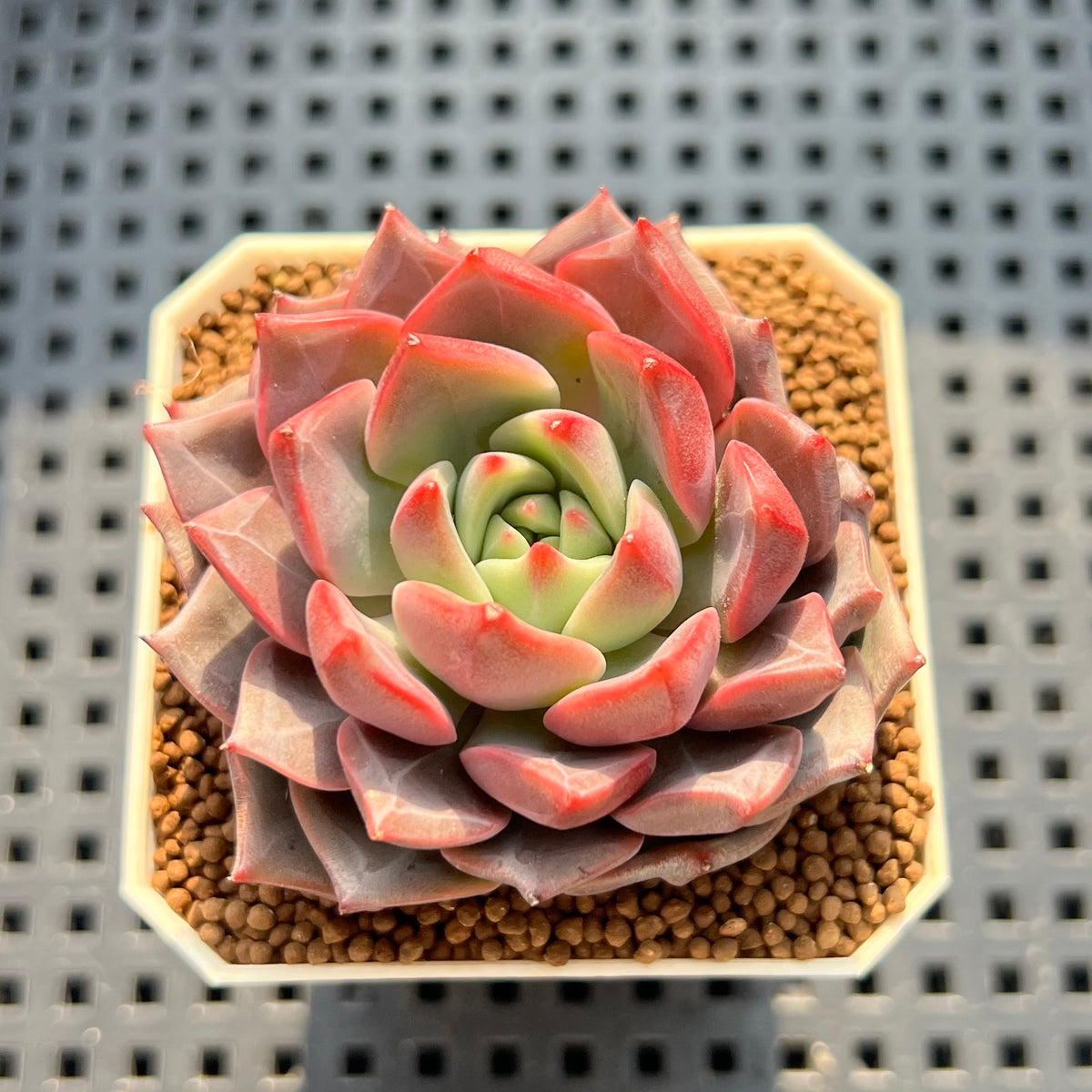 Echeveria 'Vasilisa' 2" (Compact Form) Succulent Plant (Cutting)