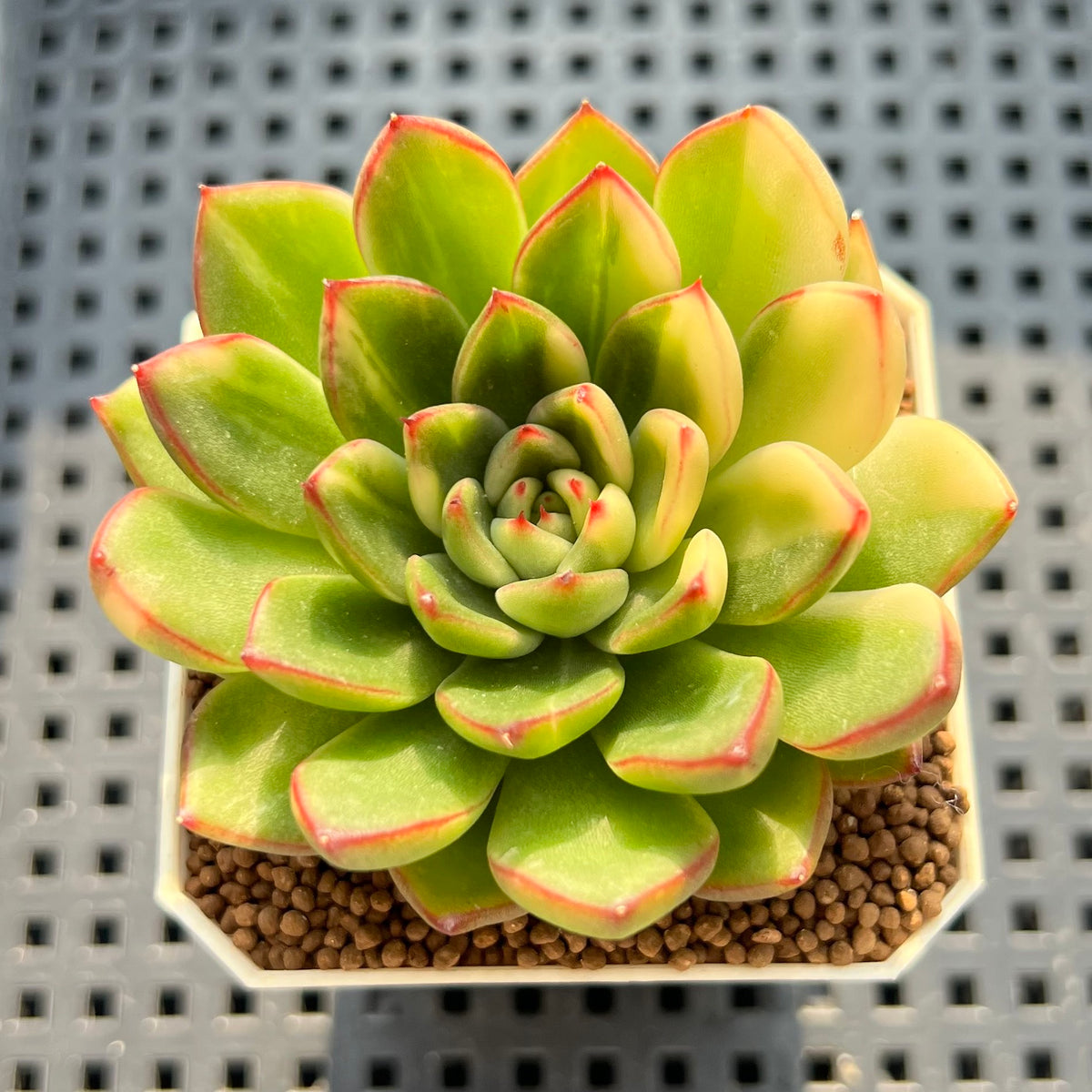 Echeveria Agavoides 'Red Tip' Variegated 2" Succulent Plant (Cutting)
