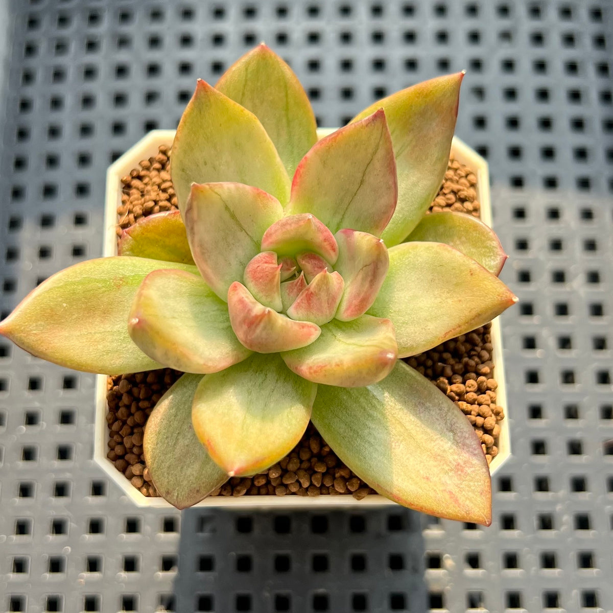 Echeveria Agavoides 'Black Burgundy' Variegated 2"-3" Succulent Plant (Cutting)