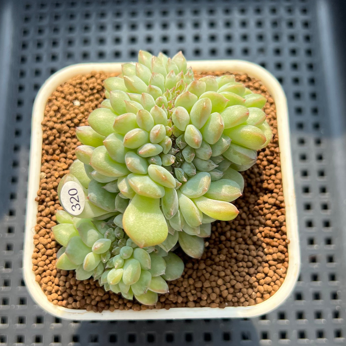 Echeveria 'Icy Orange' Crested 2"-3" Succulent Plant (Cutting)