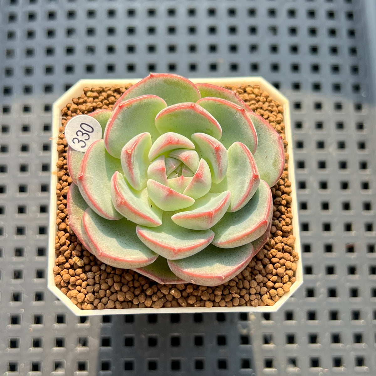 Echeveria 'German Rose' 1"-2" Succulent Plant (Cutting)