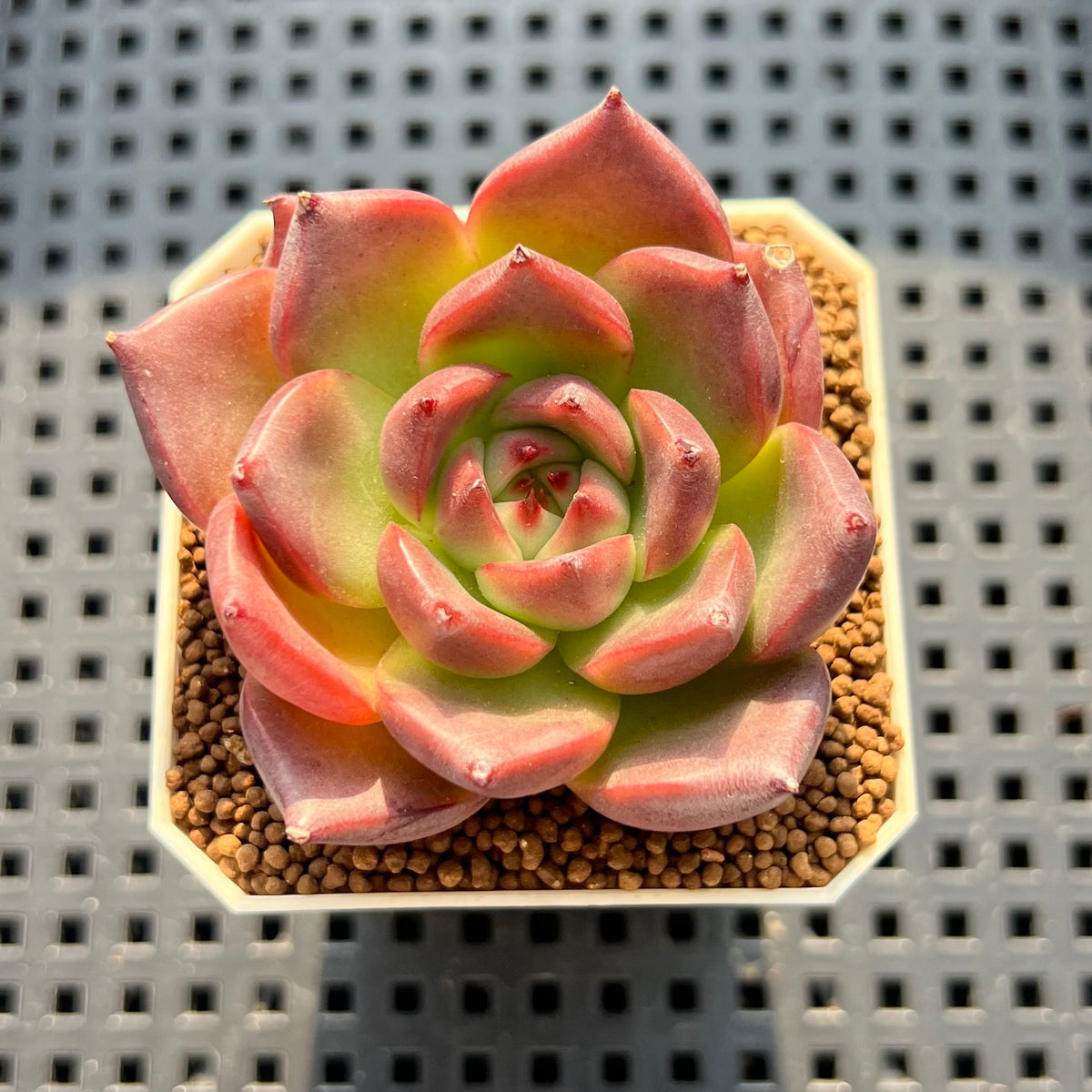 Echeveria Agavoides 'Asuka' 2" Succulent Plant (Cutting)