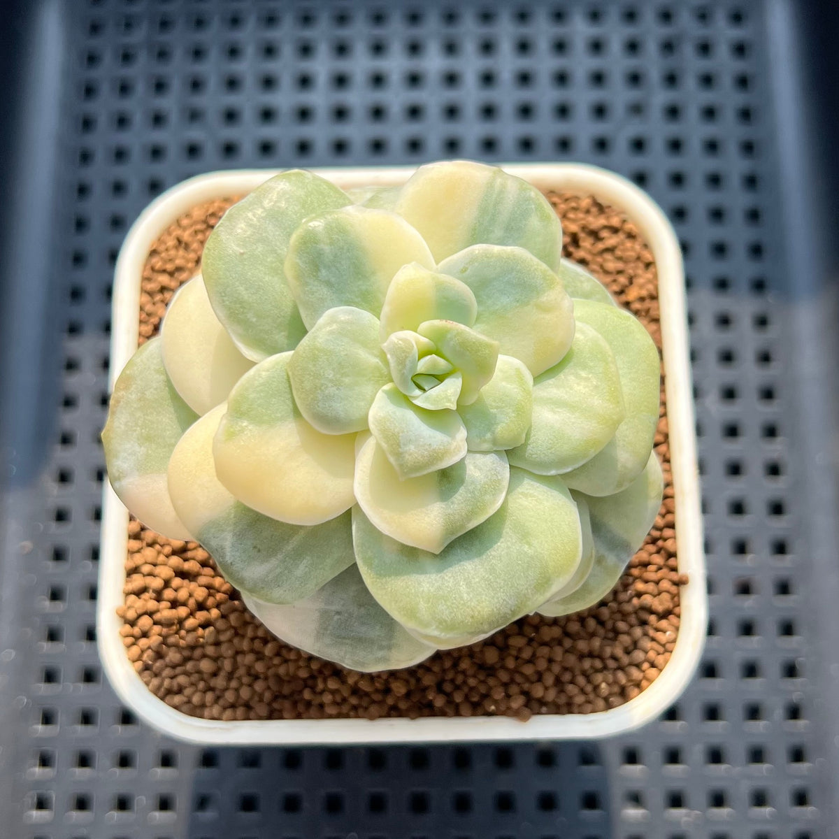 Graptoveria 'Lovely Rose' Variegated 2" Succulent Plant (Cutting)