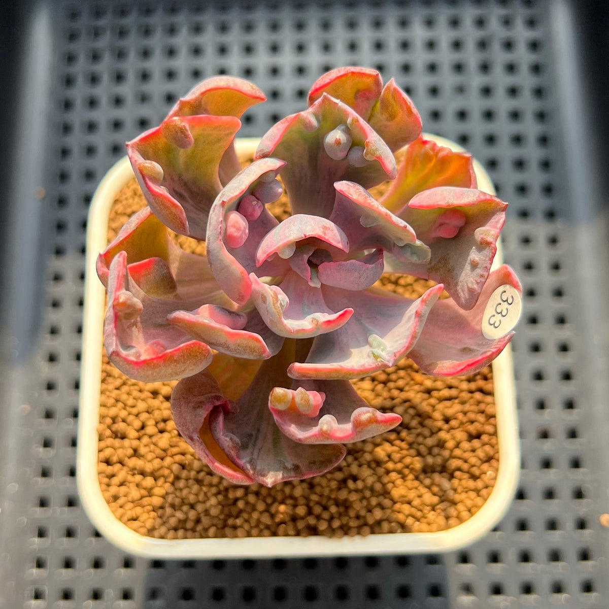 Echeveria 'Beyonce Rainbow' 2" Succulent Plant (Cutting)