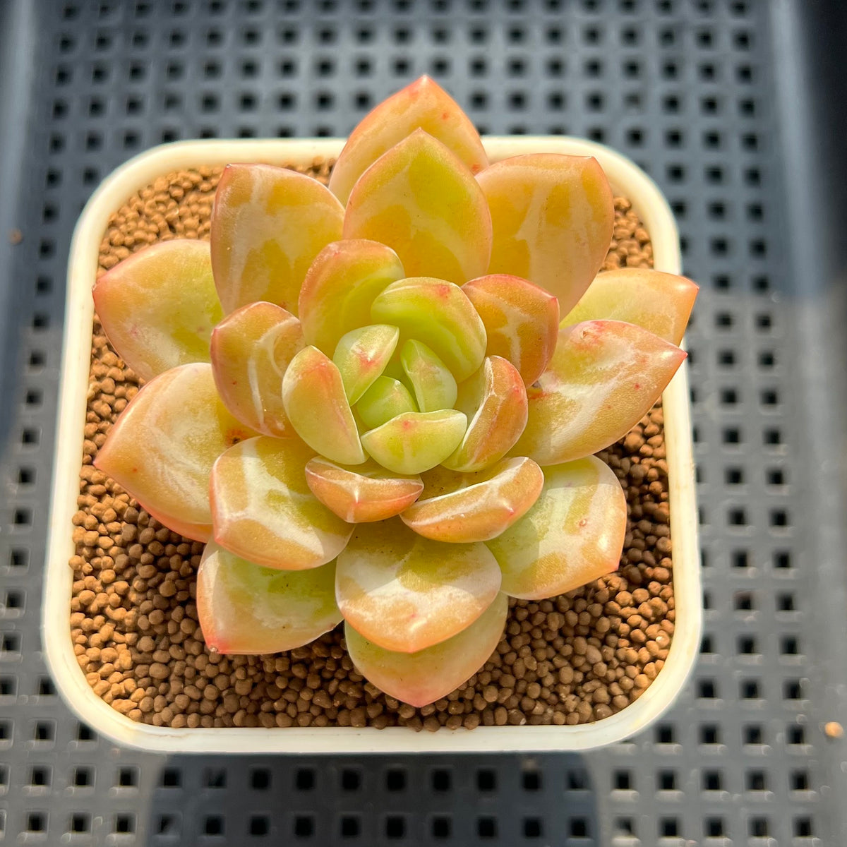 Echeveria 'Creams Hill' 2" Succulent Plant (Cutting)