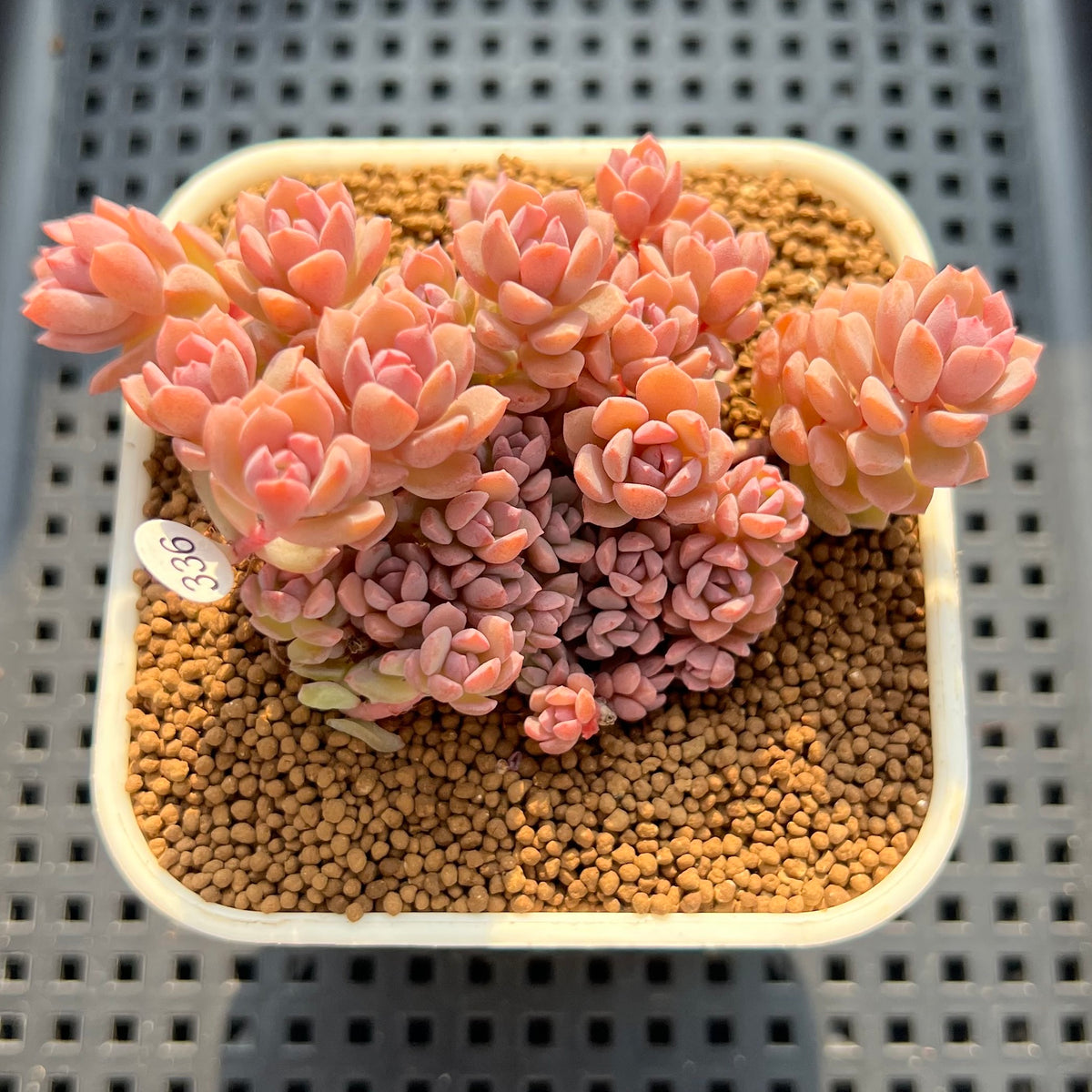 Sedeveria 'Pink Diora' 2"-3" Cluster Succulent Plant (Cutting)