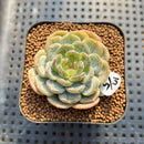 Echeveria 'Emerald Jelly' 2" Jelly Type Succulent Plant Cutting