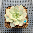 Echeveria 'Moca' Variegated 2" Succulent Plant Cutting