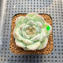 Echeveria 'The One' 2" Jelly Type Succulent Plant Cutting