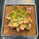Echeveria 'Leopard' Variegated 3" Succulent Plant Cutting