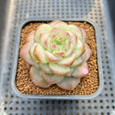 Echeveria 'Pumpkin' Type B 2" Jelly Type Succulent Plant Cutting