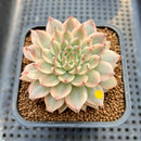 Graptoveria 'Silver Star' Variegated 3" Succulent Plant