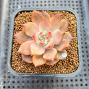 Echeveria Agavoides 'Chimera' Variegated 2" Succulent Plant Cutting
