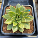 Echeveria 'Leopard' Variegated Type B 4" Succulent Plant Cutting