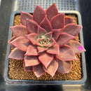 Echeveria 'Evelyn' 3"-4" Succulent Plant Cutting