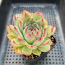 Echeveria Chihuahuaensis 2" Succulent Plant