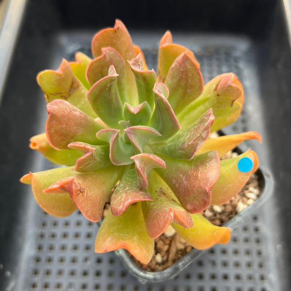 yellow squishy succulent leaves Echeveria 'Black Hawk' 3
