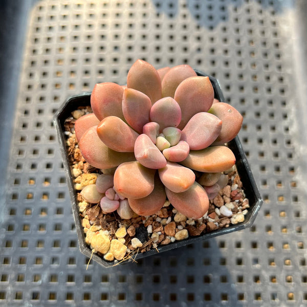 ellen succulent Graptopetalum 'Polari Heart' 2” Succulent Plant