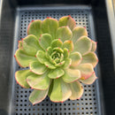 Echeveria Agavoides 'Star Boss' Variegated 3"-4" Succulent Plant