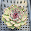 Echeveria 'Black Queen' Hybrid 2"-3" Seed Grown Succulent Plant