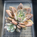 Echeveria 'Purple Champaign' 3"-4" Succulent Plant