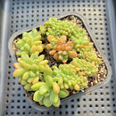 Pachyveria 'Paradoxa' Crested 3" Succulent Plant